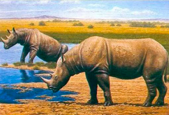 recreación de rinocerontes Stephanorhinus etruscus extintos