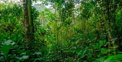 Bosque tropical en regeneración natural con vegetación densa y diversa