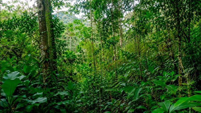 Bosque tropical en regeneración natural con vegetación densa y diversa