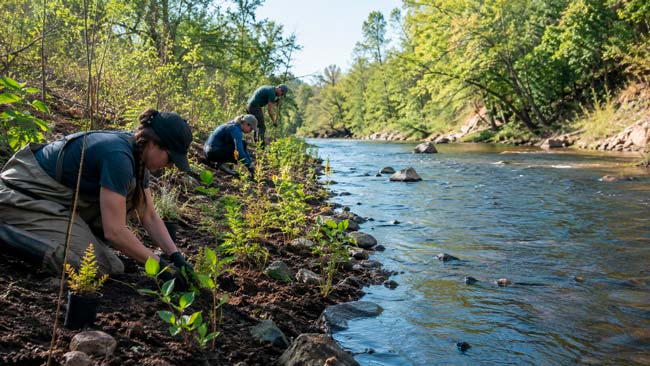 Restauración de vegetación de ribera para recuperar el funcionamiento ecológico de un río