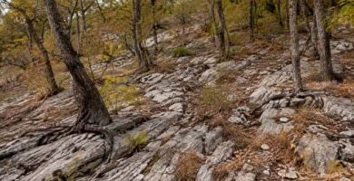Bosque sobre terreno rocoso afectado por sequía con raíces extendiéndose hacia el subsuelo