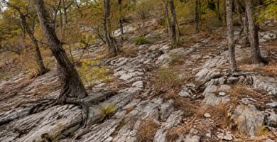 Bosque sobre terreno rocoso afectado por sequía con raíces extendiéndose hacia el subsuelo