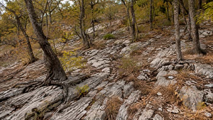 Bosque sobre terreno rocoso afectado por sequía con raíces extendiéndose hacia el subsuelo
