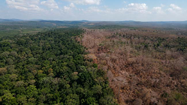 Bosque tropical con zonas verdes y áreas afectadas por sequía y mortalidad de árboles