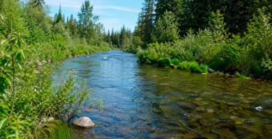 Vegetación de ribera conservada junto a un río formando parte del ecosistema fluvial