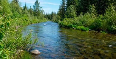 Vegetación de ribera conservada junto a un río formando parte del ecosistema fluvial