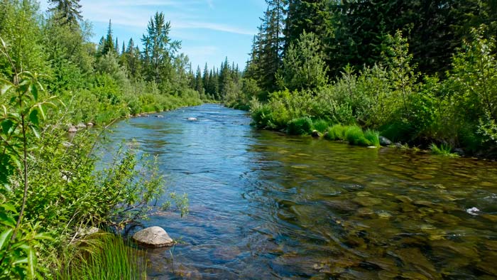 Vegetación de ribera conservada junto a un río formando parte del ecosistema fluvial