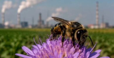 abeja silverte sobre flor rosa cerca de una ciudad, portada