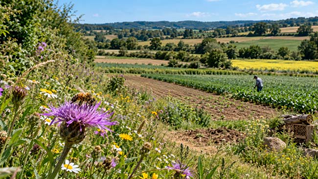 Abeja silvestre visitando flores en un paisaje agrícola con setos y vegetación favorable para los polinizadores