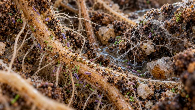 Microorganismos del suelo alrededor de raíces formando una comunidad diversa dentro del ecosistema edáfico