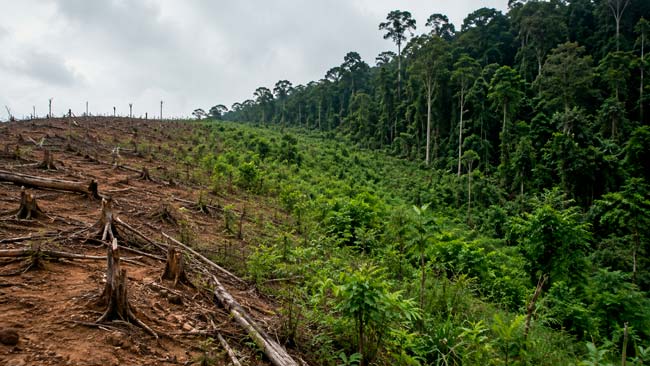 Contraste entre un bosque degradado, vegetación en regeneración y un bosque maduro que muestra la lenta recuperación del ecosistema