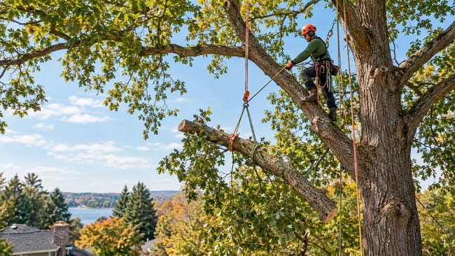 Arborista profesional realizando la poda segura de un árbol grande mediante cuerdas y sistemas de descenso